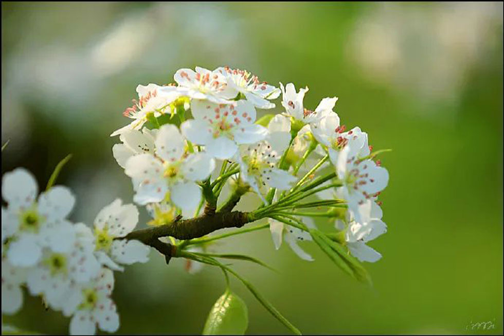【春天,广西桂林灌阳县向您发出邀请!】我们在灌阳看梨花 - 游山玩水 - 海西生活社区 - 海西28生活网 hx.28life.net