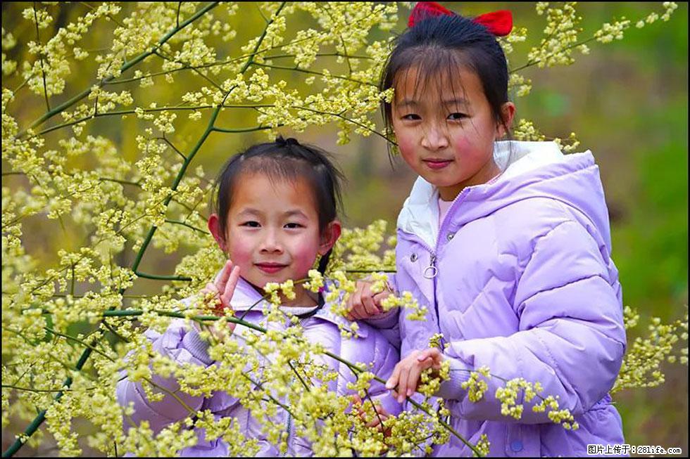 【春天，广西桂林灌阳县向您发出邀请！】米珠山前有片山苍子花在飘香 - 游山玩水 - 海西生活社区 - 海西28生活网 hx.28life.net