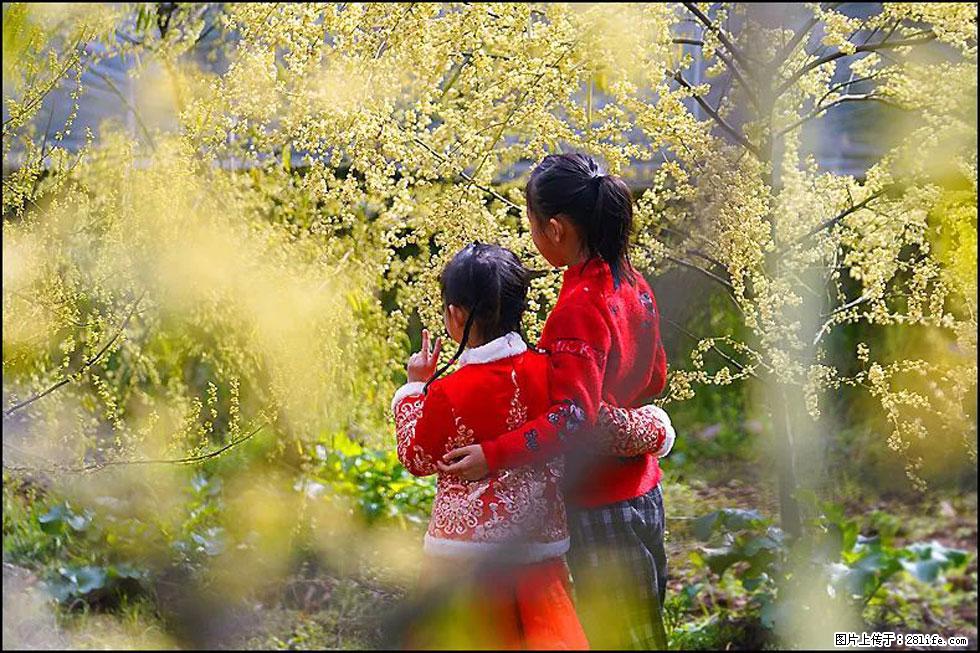 【春天，广西桂林灌阳县向您发出邀请！】米珠山前有片山苍子花在飘香 - 游山玩水 - 海西生活社区 - 海西28生活网 hx.28life.net