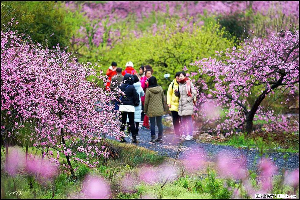 【春天，广西桂林灌阳县向您发出邀请！】官庄村有个醉美的桃花园 - 游山玩水 - 海西生活社区 - 海西28生活网 hx.28life.net