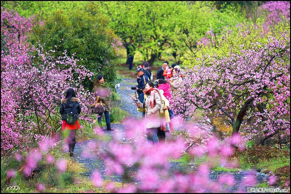 【春天，广西桂林灌阳县向您发出邀请！】官庄村有个醉美的桃花园 - 游山玩水 - 海西生活社区 - 海西28生活网 hx.28life.net