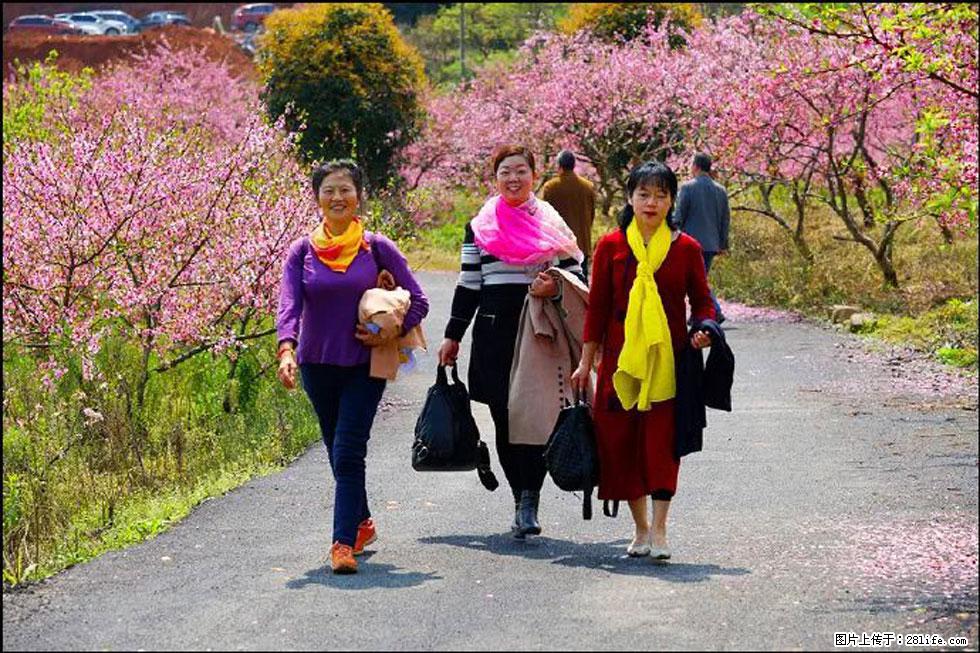 【春天，广西桂林灌阳县向您发出邀请！】官庄村有个醉美的桃花园 - 游山玩水 - 海西生活社区 - 海西28生活网 hx.28life.net