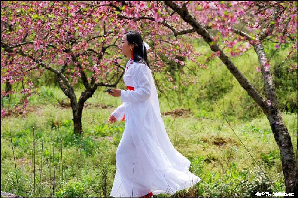 【春天，广西桂林灌阳县向您发出邀请！】官庄村有个醉美的桃花园 - 游山玩水 - 海西生活社区 - 海西28生活网 hx.28life.net