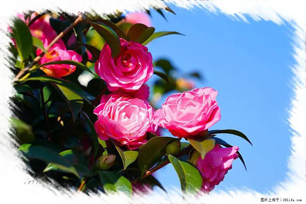 【春天，广西桂林灌阳县向您发出邀请！】杨柳井茶花惹人爱 - 游山玩水 - 海西生活社区 - 海西28生活网 hx.28life.net
