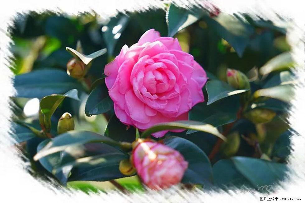 【春天，广西桂林灌阳县向您发出邀请！】杨柳井茶花惹人爱 - 游山玩水 - 海西生活社区 - 海西28生活网 hx.28life.net