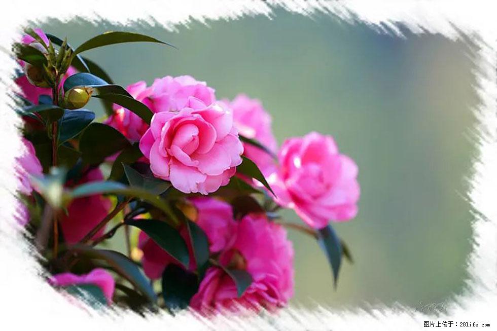 【春天，广西桂林灌阳县向您发出邀请！】杨柳井茶花惹人爱 - 游山玩水 - 海西生活社区 - 海西28生活网 hx.28life.net