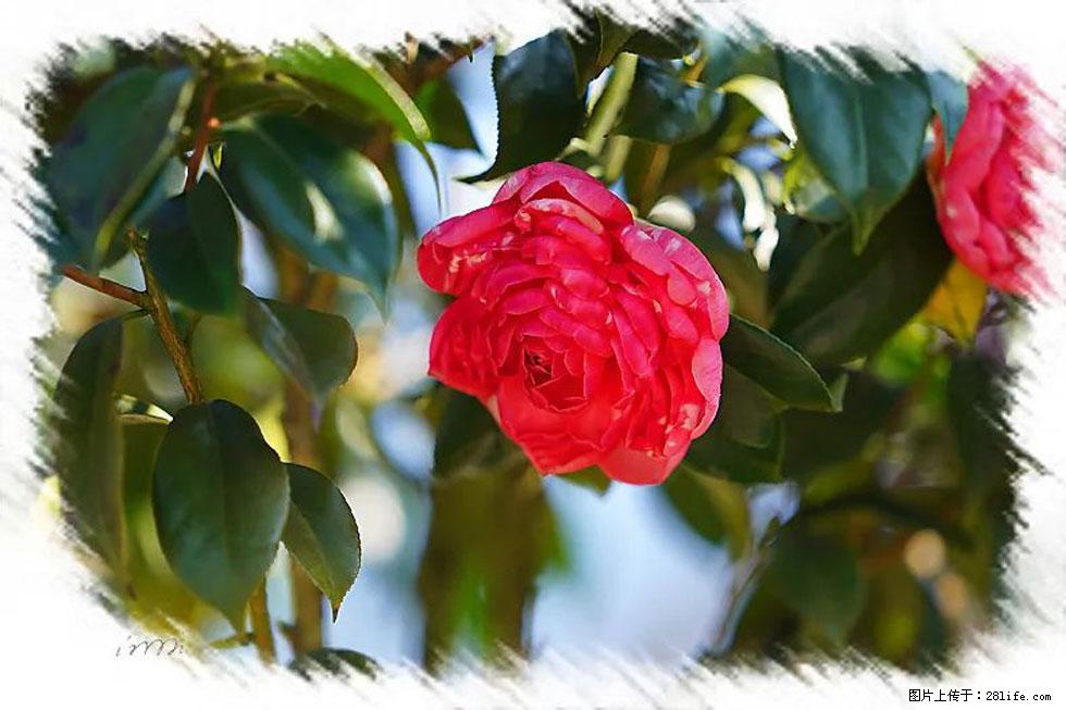 【春天，广西桂林灌阳县向您发出邀请！】杨柳井茶花惹人爱 - 游山玩水 - 海西生活社区 - 海西28生活网 hx.28life.net