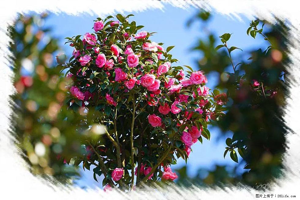 【春天，广西桂林灌阳县向您发出邀请！】杨柳井茶花惹人爱 - 游山玩水 - 海西生活社区 - 海西28生活网 hx.28life.net