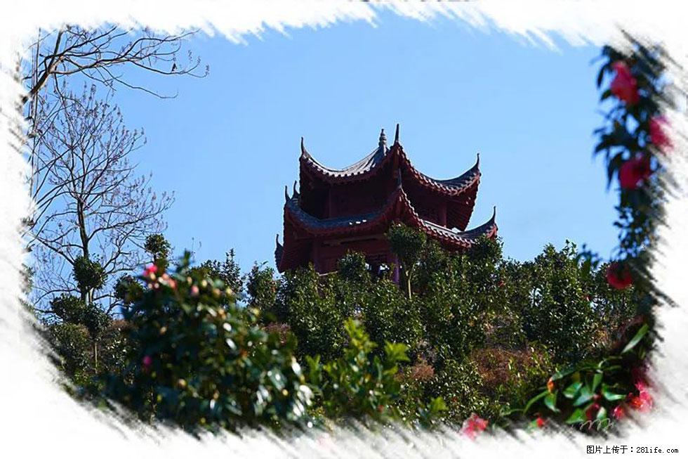 【春天，广西桂林灌阳县向您发出邀请！】杨柳井茶花惹人爱 - 游山玩水 - 海西生活社区 - 海西28生活网 hx.28life.net