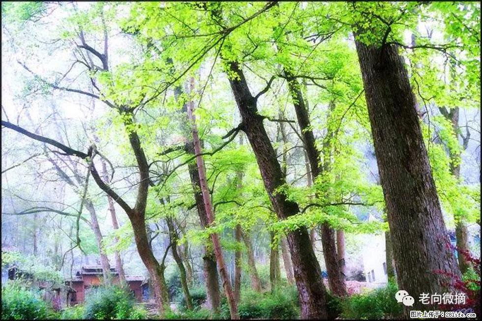 【春天，广西桂林灌阳县向您发出邀请！】在小龙村与春天约会 - 游山玩水 - 海西生活社区 - 海西28生活网 hx.28life.net