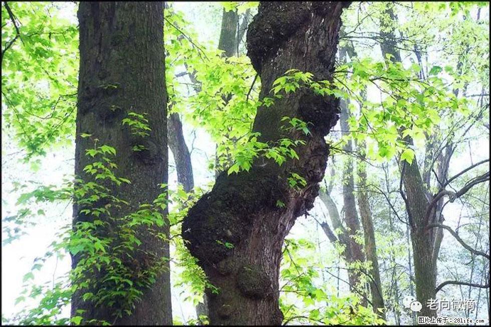 【春天，广西桂林灌阳县向您发出邀请！】在小龙村与春天约会 - 游山玩水 - 海西生活社区 - 海西28生活网 hx.28life.net