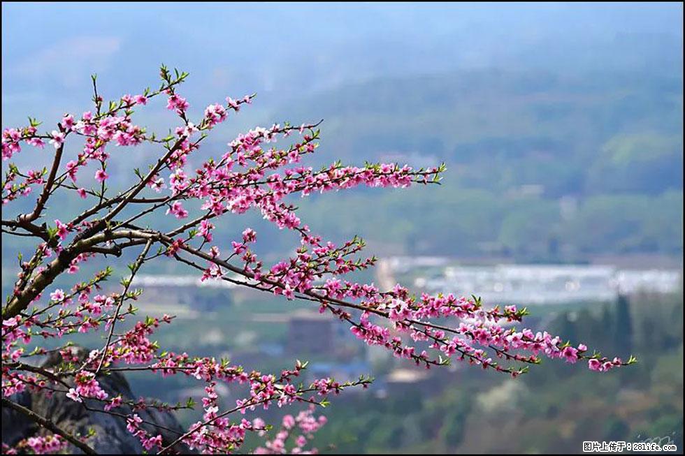 【春天，广西桂林灌阳县向您发出邀请！】望月岭上桃花开 - 游山玩水 - 海西生活社区 - 海西28生活网 hx.28life.net