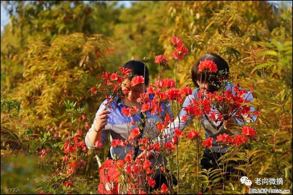 【春天，广西桂林灌阳县向您发出邀请！】登麒麟山，相约映山红 - 游山玩水 - 海西生活社区 - 海西28生活网 hx.28life.net