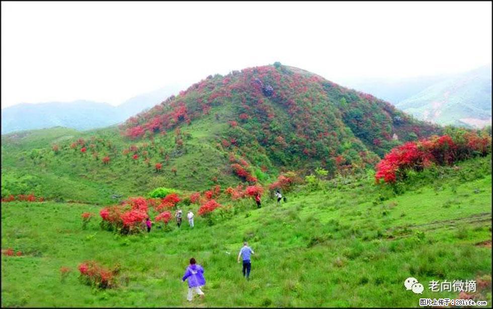 【春天，广西桂林灌阳县向您发出邀请！】宝盖山上映山红 - 游山玩水 - 海西生活社区 - 海西28生活网 hx.28life.net