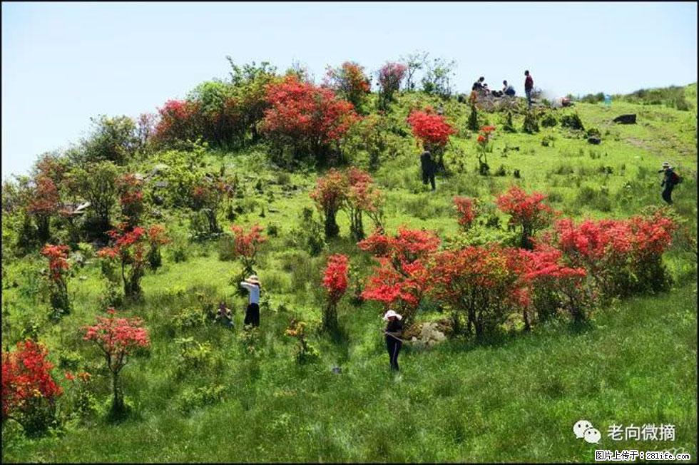 【春天，广西桂林灌阳县向您发出邀请！】宝盖山上映山红 - 游山玩水 - 海西生活社区 - 海西28生活网 hx.28life.net