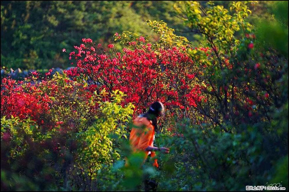 【春天，广西桂林灌阳县向您发出邀请！】春木界上映山红 - 游山玩水 - 海西生活社区 - 海西28生活网 hx.28life.net