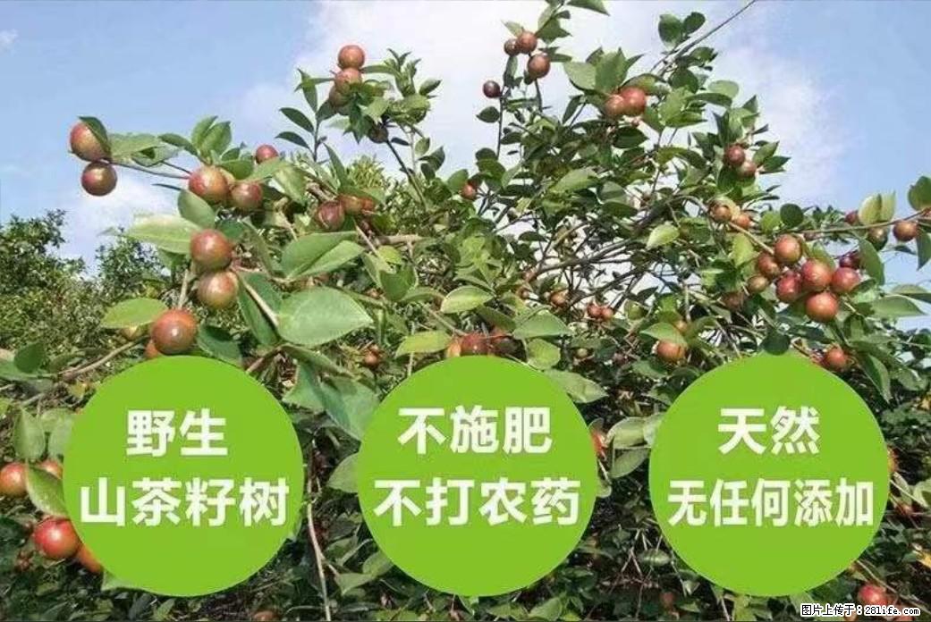 【灌阳县油茶产业示范区】一个有着充实的精神生活的人，对待身外之物自会有一种淡泊的态度 - 美食天地 - 海西生活社区 - 海西28生活网 hx.28life.net