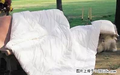 被子有异味?只要这样做,比晒太阳还强100倍! - 家居生活 - 海西生活社区 - 海西28生活网 hx.28life.net