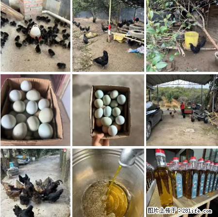 油茶园从小鸡仔开始养起的纯土鸡、土鸡蛋可以预定啦！还有前几天刚榨的纯山茶油哦 - 土特产 - 饮食特产 - 海西分类信息 - 海西28生活网 hx.28life.net