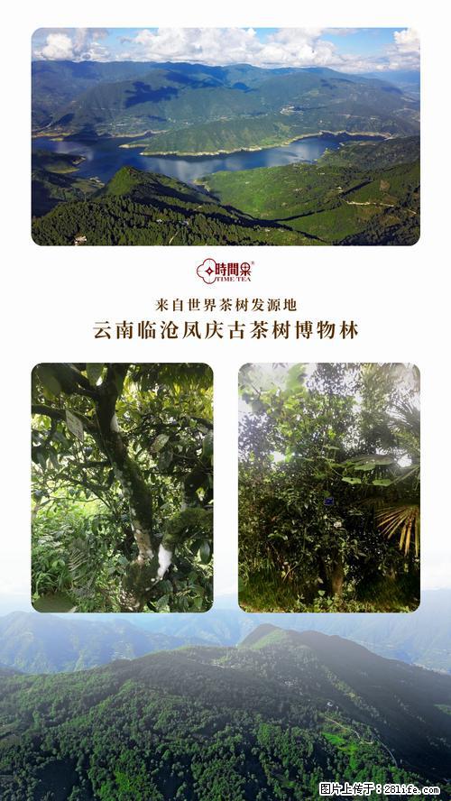 时间果百年古树2025年春红茶 - 购物交流 - 海西生活社区 - 海西28生活网 hx.28life.net